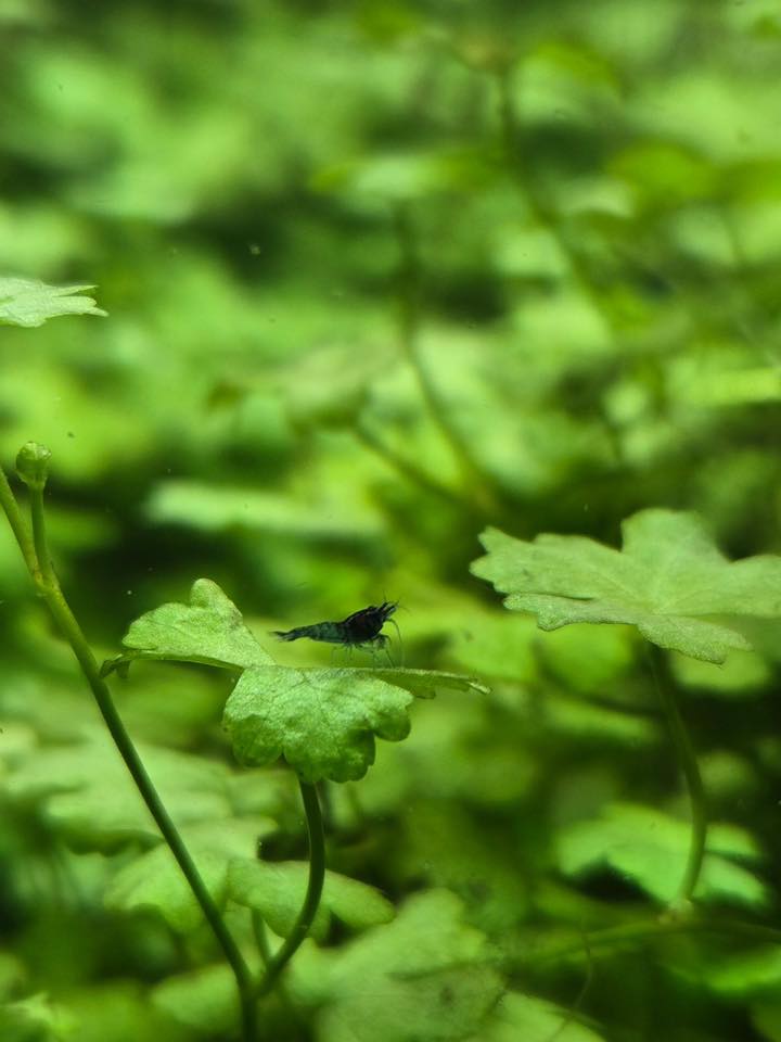 Fish Tank
