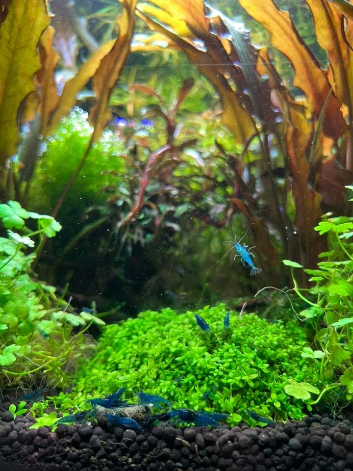 Fish Tank