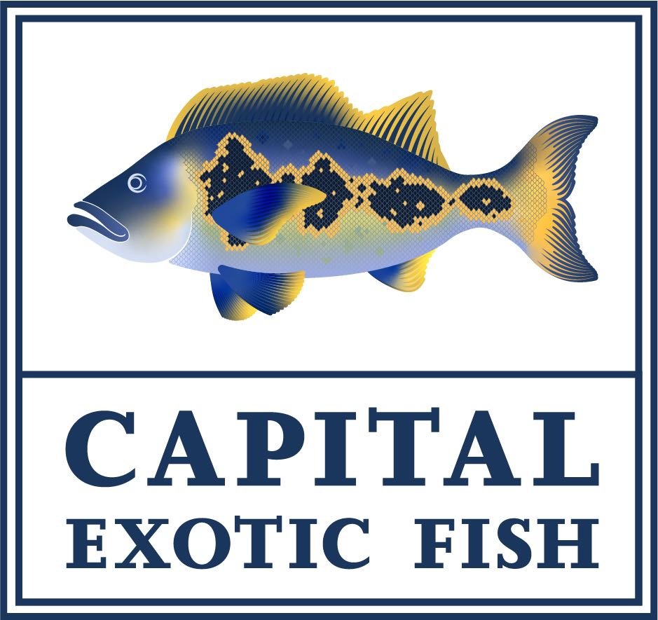 CapitalExoticFish.jpg